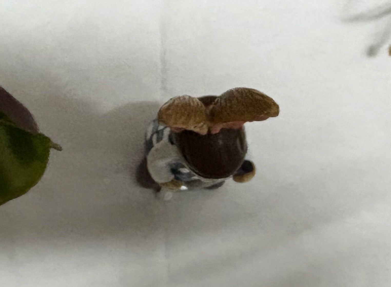 Standing Brown Golfer Bunny Hare Rabbit Figure Ornament